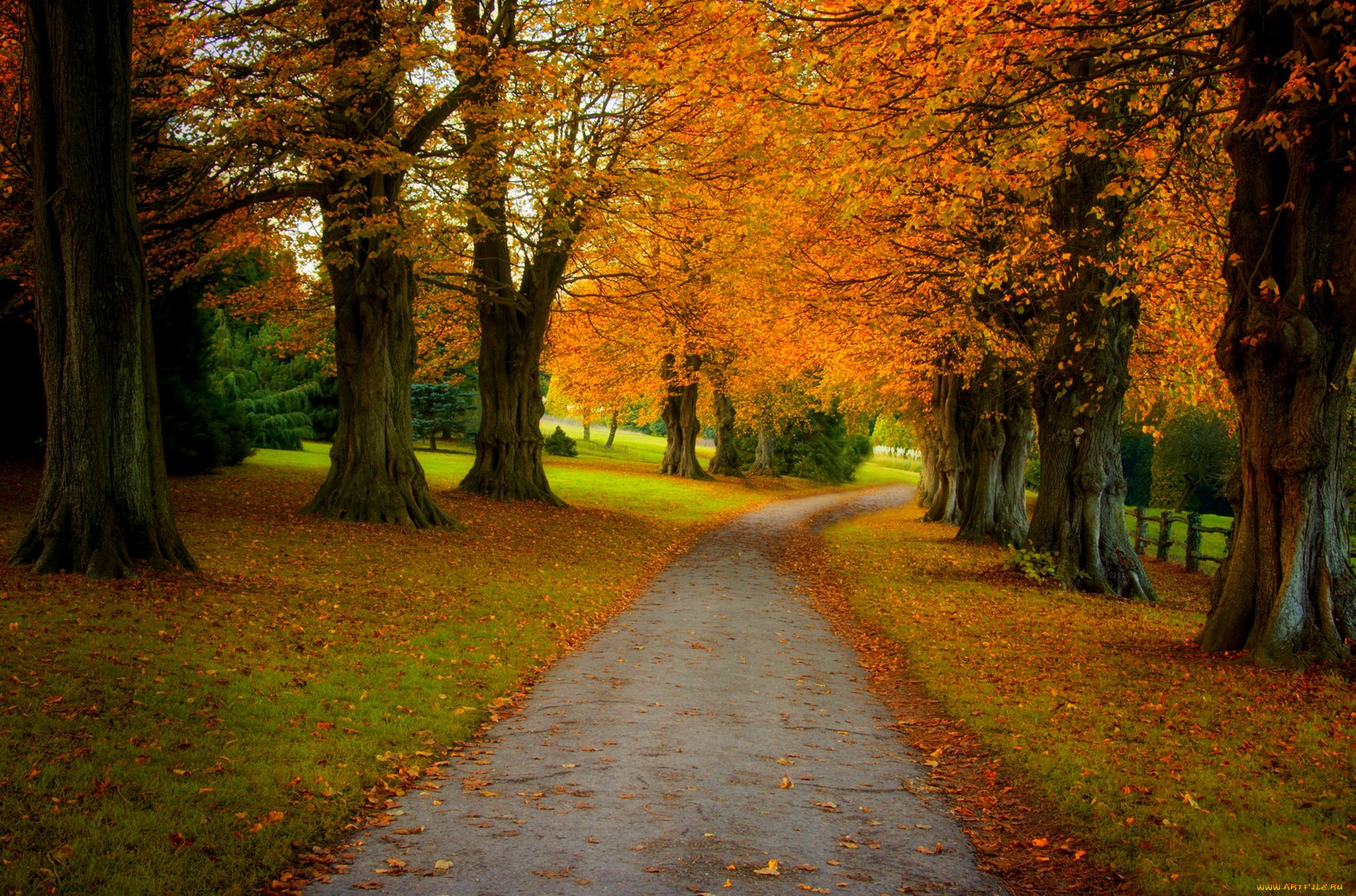 Fell autumn. Осенний лес парк. Осень лес парк. Осень дорога в парке. Дорога осенний парк.